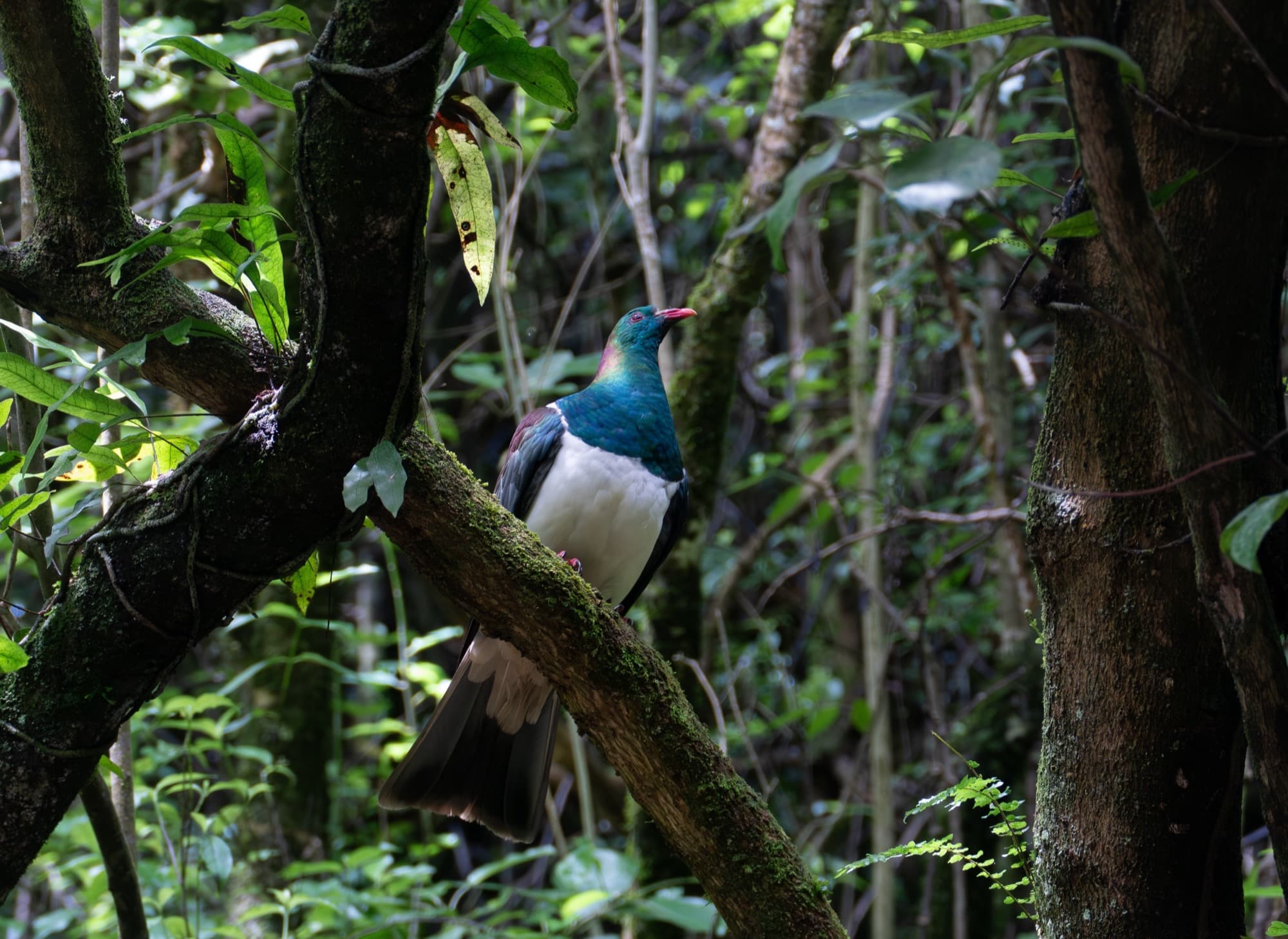 Zealandia